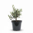 Olea europaea – Olivier d’intérieur et d’extérieur - Verdeia