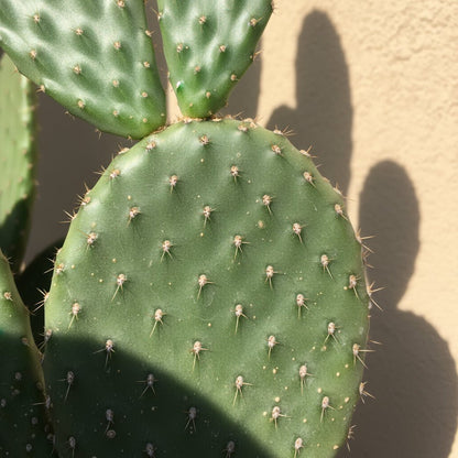 Opuntia consolea — Cactus raquette — Ø17 cm — H55 cm - Verdeia