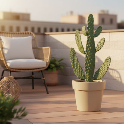 Opuntia consolea — Cactus raquette — Ø17 cm — H55 cm - Verdeia