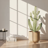 Opuntia consolea — Cactus raquette — Ø17 cm — H55 cm - Verdeia