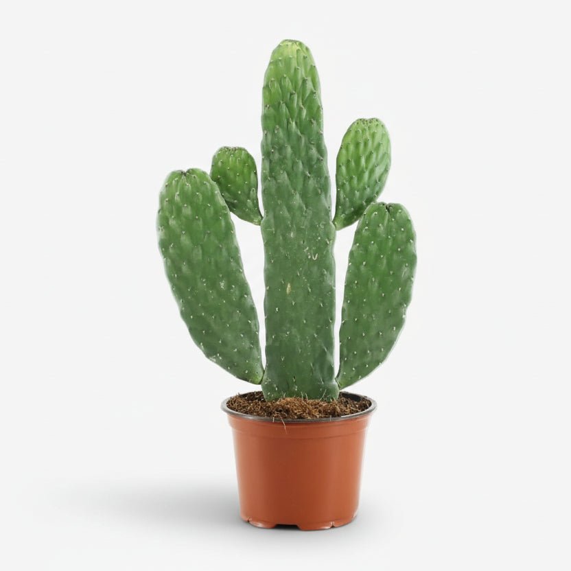Opuntia Rubescens Consolea — Cactus raquette - Verdeia