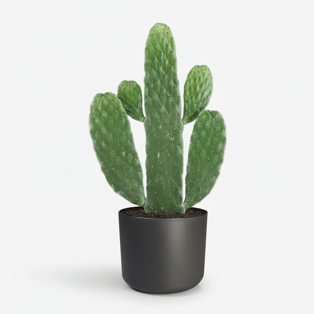 Opuntia Rubescens Consolea — Cactus raquette - Verdeia