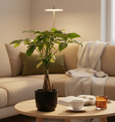 Pachira Aquatica – Arbre à monnaie – Pot céramique noire (Ø12 x H45 cm) - Verdeia