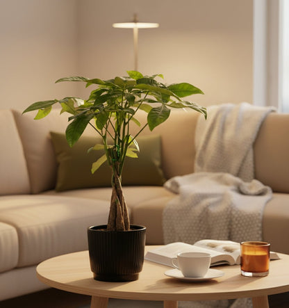 Pachira Aquatica – Arbre à monnaie – Pot céramique noire (Ø12 x H45 cm) - Verdeia