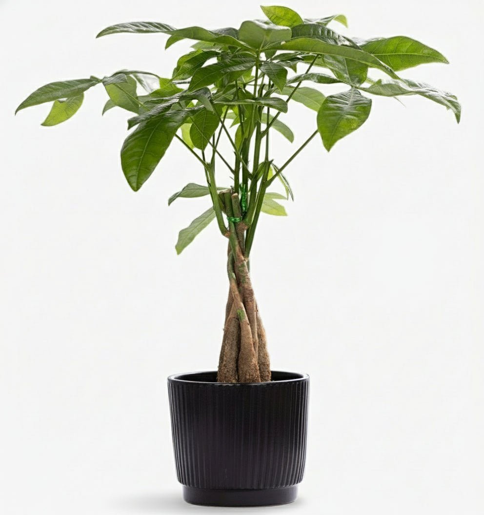 Pachira Aquatica – Arbre à monnaie – Pot céramique noire (Ø12 x H45 cm) - Verdeia