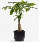 Pachira Aquatica – Arbre à monnaie – Pot céramique noire (Ø12 x H45 cm) - Verdeia