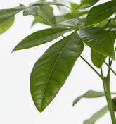 Pachira Aquatica – Arbre à monnaie – Pot céramique noire (Ø12 x H45 cm) - Verdeia