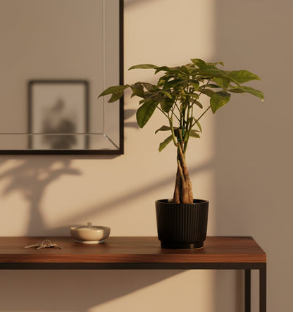 Pachira Aquatica – Arbre à monnaie – Pot céramique noire (Ø12 x H45 cm) - Verdeia