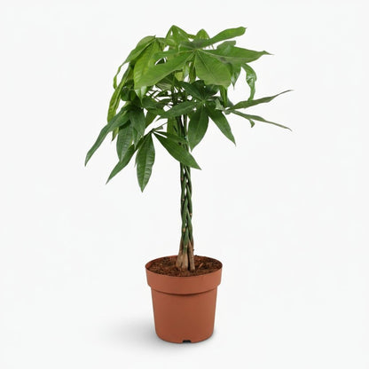 Pachira aquatica — Arbre à monnaie - Verdeia