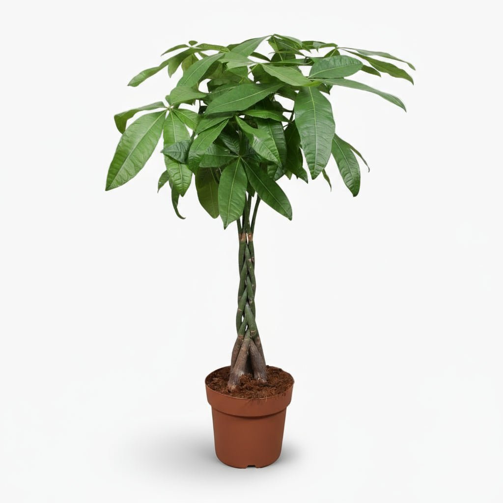 Pachira aquatica — Arbre à monnaie - Verdeia