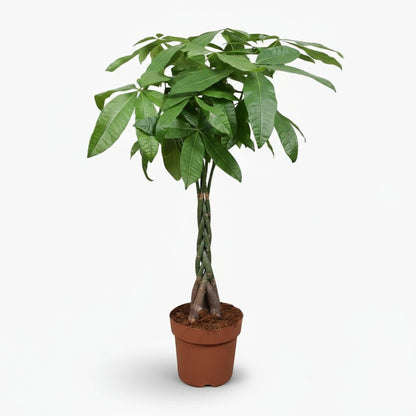 Pachira aquatica — Arbre à monnaie - Verdeia