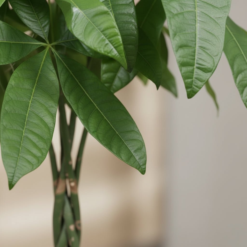 Pachira aquatica — Arbre à monnaie - Verdeia