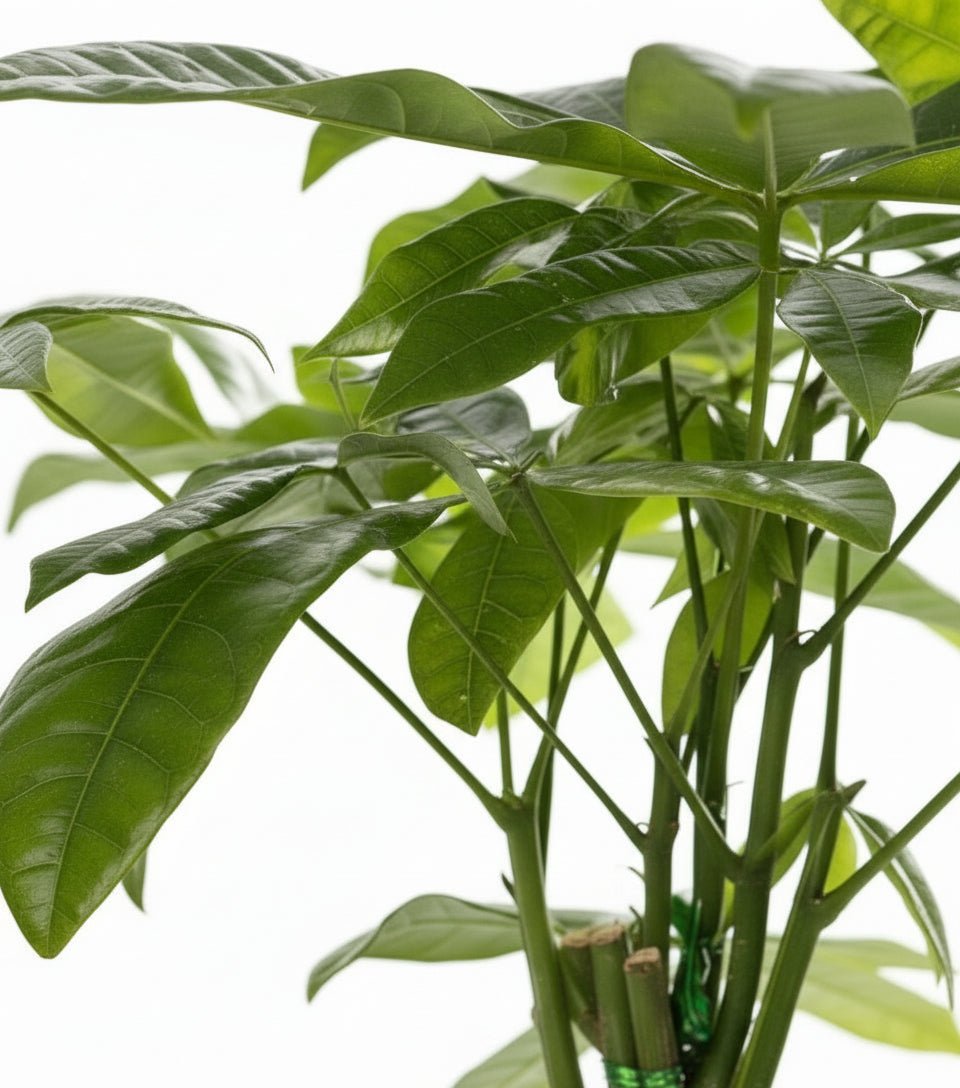 Pachira aquatica – Panier tressé naturel (Ø12 x H45 cm) - Verdeia