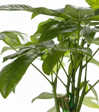 Pachira aquatica – Panier tressé naturel (Ø12 x H45 cm) - Verdeia