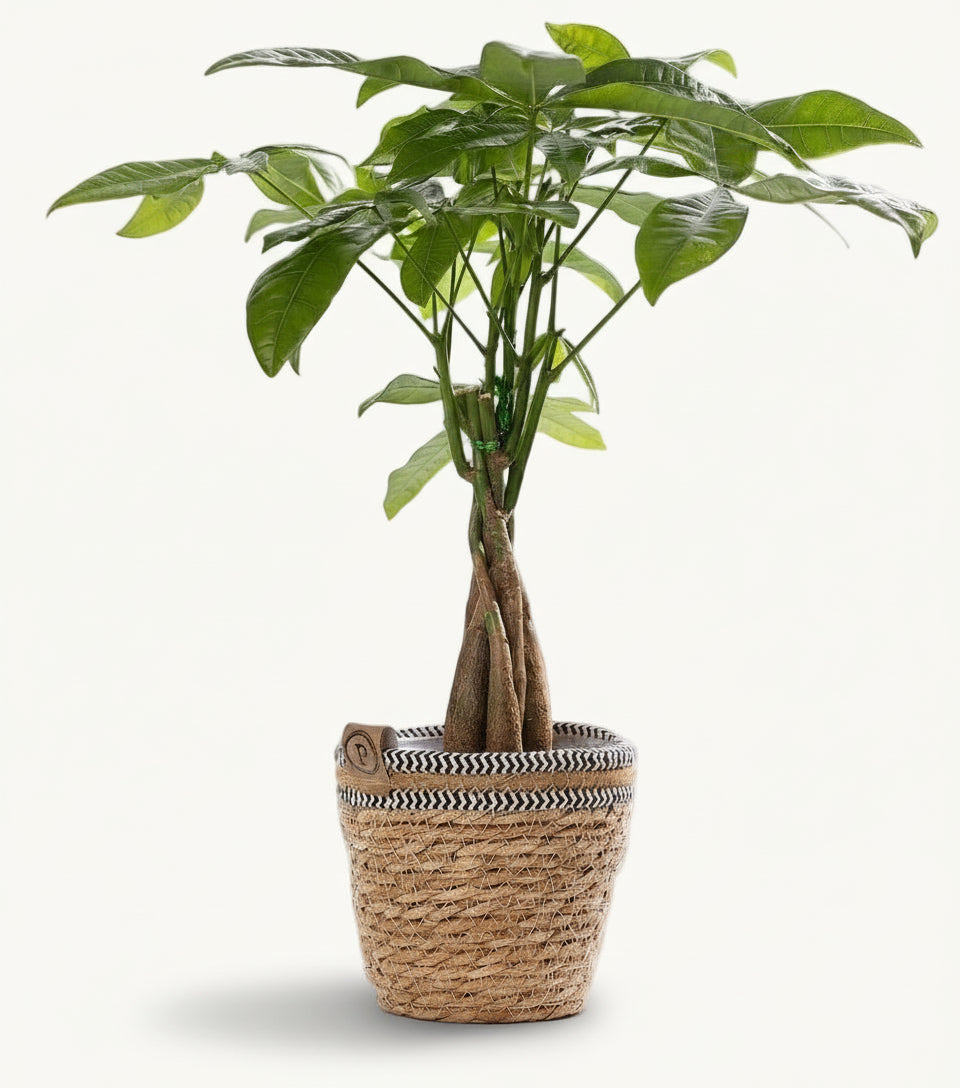 Pachira aquatica – Panier tressé naturel (Ø12 x H45 cm) - Verdeia