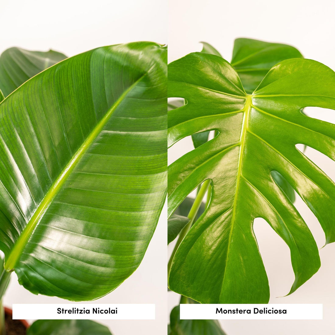 Pack Strelitzia Nicolai + Monstera Deliciosa avec 2 paniers Selin — Oiseau de paradis + Faux philodendron — 2 plantes - Verdeia