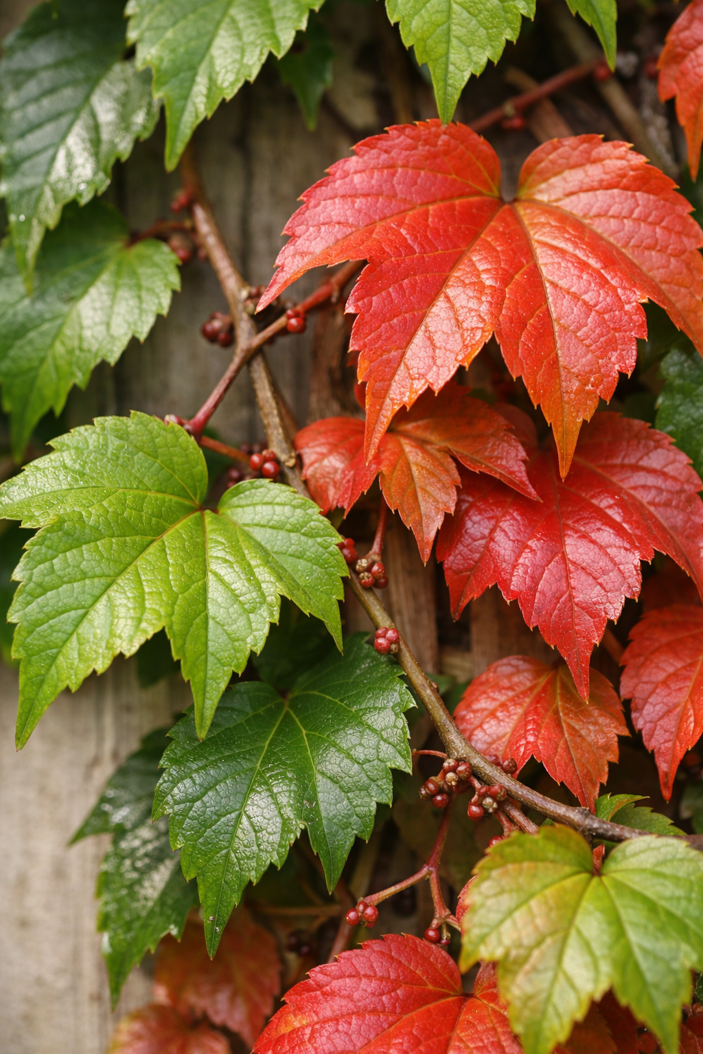 Parthenocissus tricuspidata — Vigne vierge — Ø15 cm — H65 cm - Verdeia