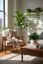 Peperomia Burning Bush - Ø15cm - H25cm - Verdeia