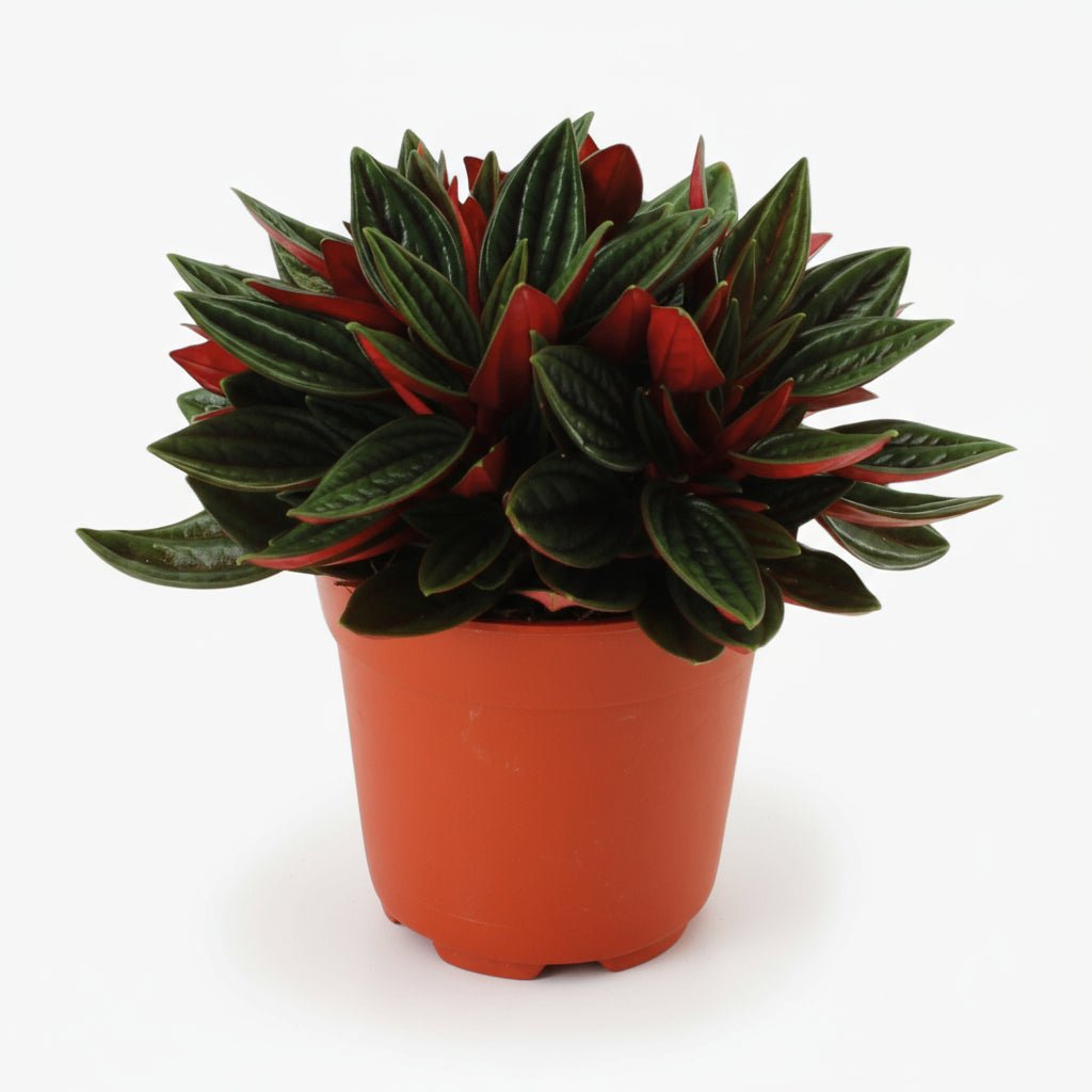 Peperomia caperata ‘Rosso’ — Ø11 cm — H15 cm - Verdeia