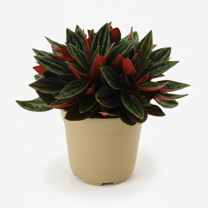 Peperomia caperata ‘Rosso’ — Ø11 cm — H15 cm - Verdeia