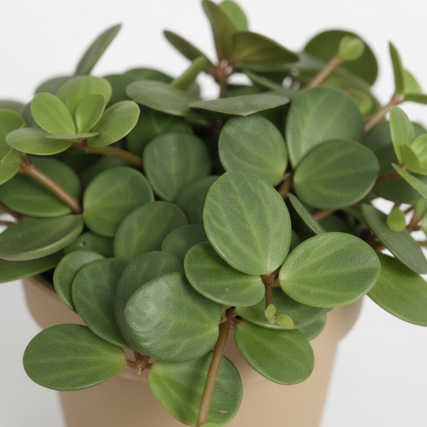 Peperomia Hope — Ø12 cm — H15 cm - Verdeia