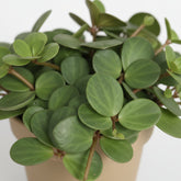 Peperomia Hope — Ø12 cm — H15 cm - Verdeia