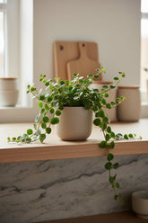 Peperomia Hope — Ø12 cm — H15 cm - Verdeia