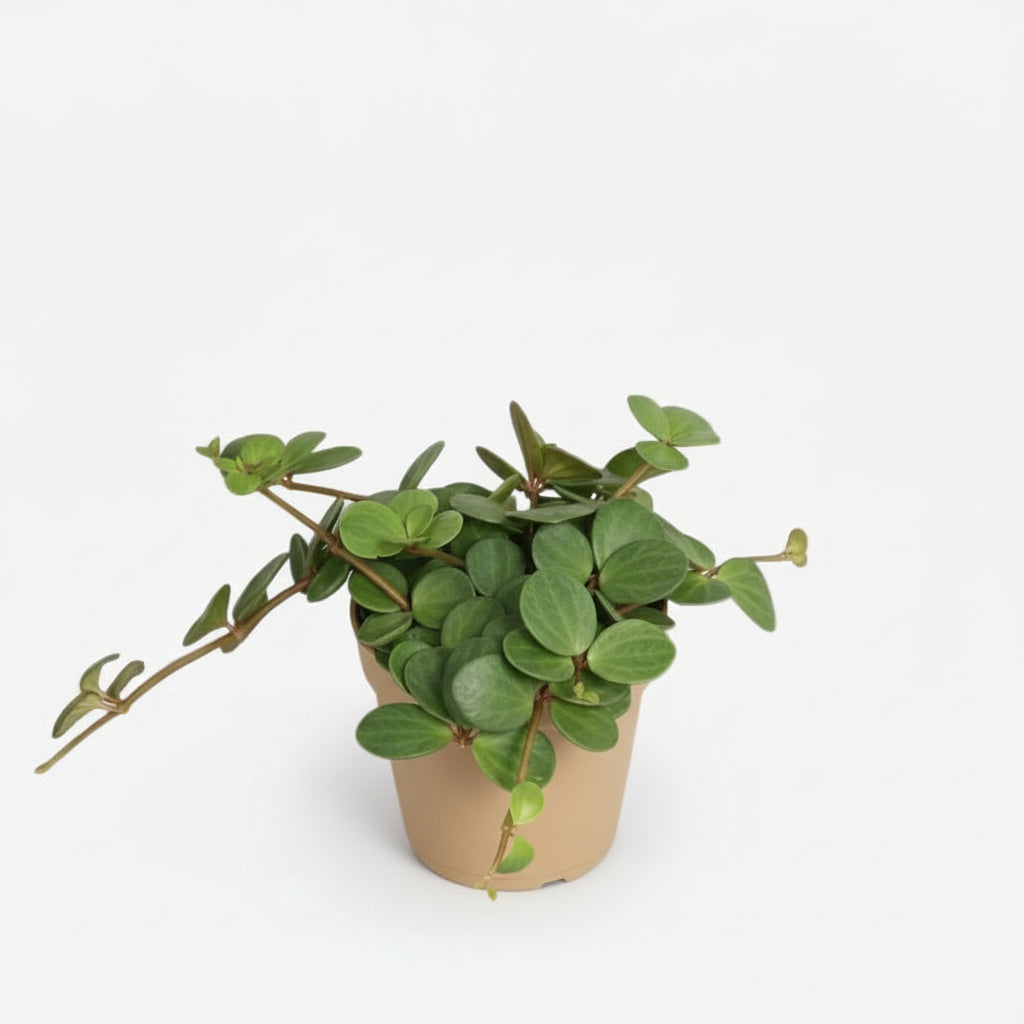 Peperomia Hope — Ø12 cm — H15 cm - Verdeia