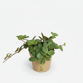 Peperomia Hope — Ø12 cm — H15 cm - Verdeia