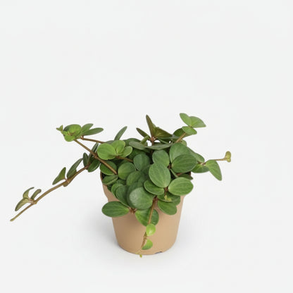 Peperomia Hope — Ø12 cm — H15 cm - Verdeia