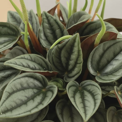 Peperomia Napoli Nights - 10,5 x 15cm - Verdeia