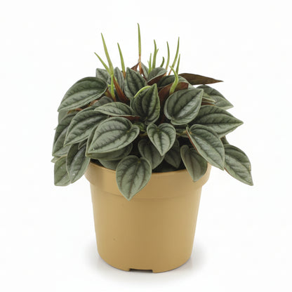 Peperomia Napoli Nights - 10,5 x 15cm - Verdeia