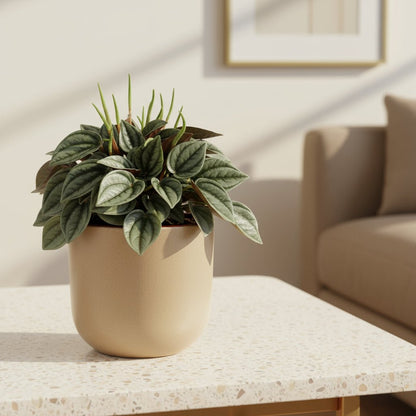 Peperomia Napoli Nights - 10,5 x 15cm - Verdeia