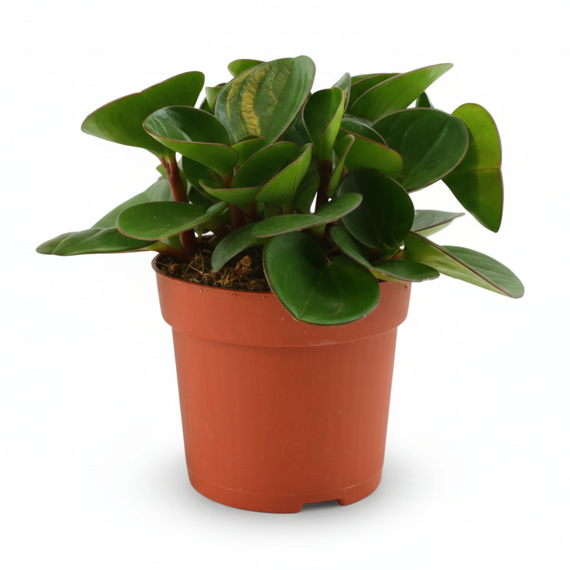 Peperomia Obtipan — Ø11 cm — H15 cm - Verdeia
