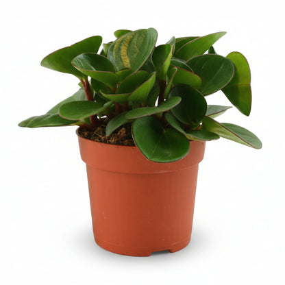 Peperomia Obtipan — Ø11 cm — H15 cm - Verdeia