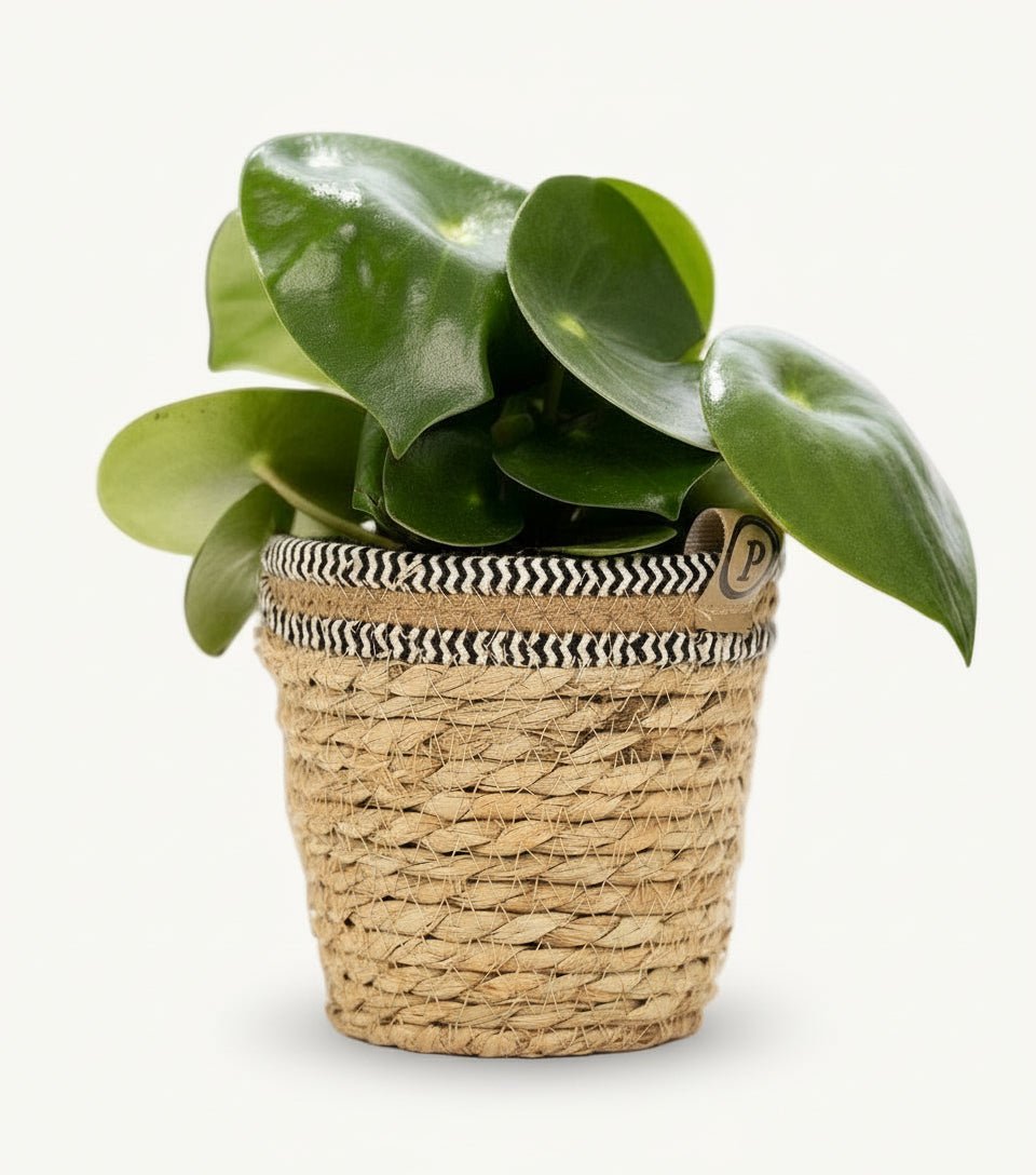 Peperomia Raindrop – Panier naturel Ø12 cm - Verdeia