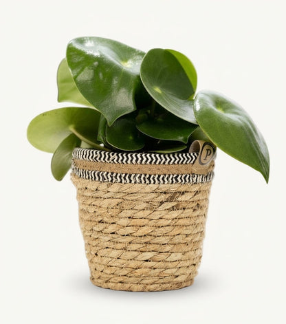 Peperomia Raindrop – Panier naturel Ø12 cm - Verdeia