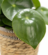 Peperomia Raindrop – Panier naturel Ø12 cm - Verdeia