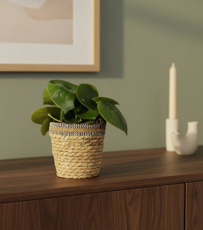 Peperomia Raindrop – Panier naturel Ø12 cm - Verdeia