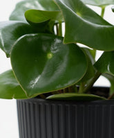 Peperomia Raindrop – Pot céramique noir mat (Ø12 x H25 cm) - Verdeia