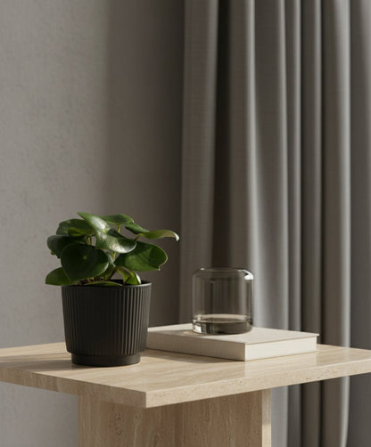 Peperomia Raindrop – Pot céramique noir mat (Ø12 x H25 cm) - Verdeia