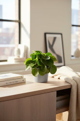 Peperomia Rana Verde — Ø11 cm — H15 cm - Verdeia