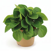 Peperomia Rana Verde — Ø11 cm — H15 cm - Verdeia