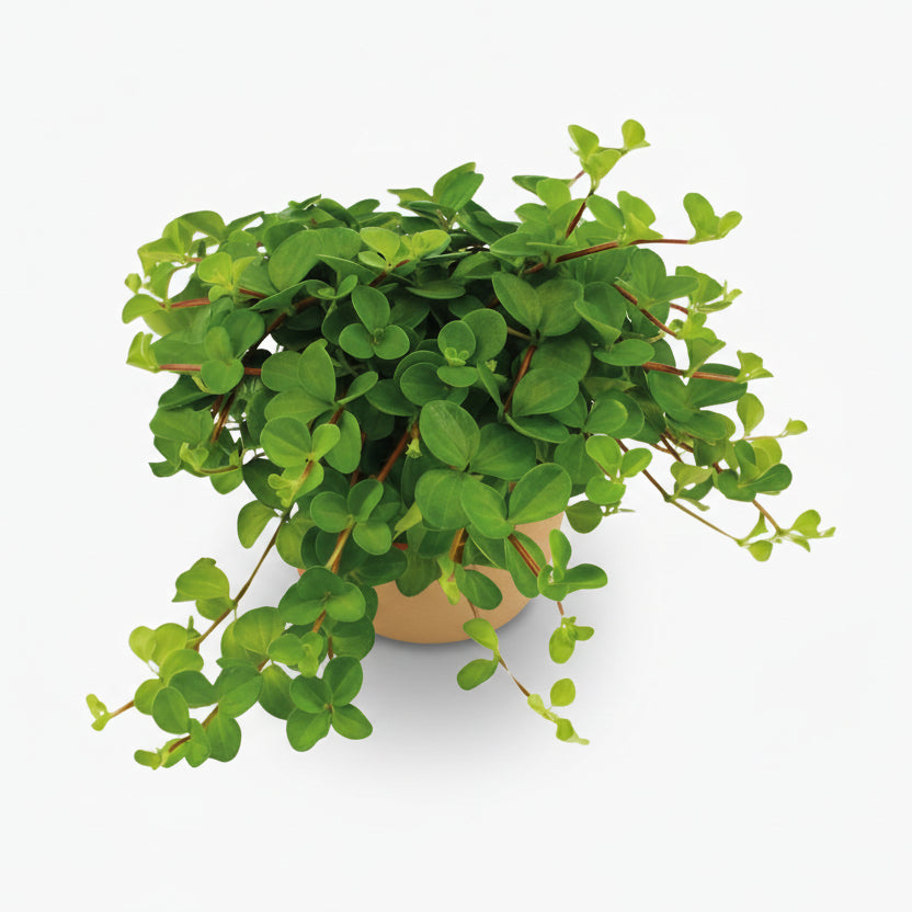 Peperomia Rotundifolia – Plante collier de jade - Verdeia