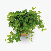 Peperomia Rotundifolia – Plante collier de jade - Verdeia