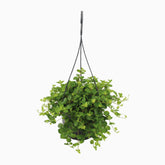 Peperomia Rotundifolia – Plante collier de jade - Verdeia