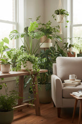 Peperomia Rotundifolia — Plante collier de jade - Verdeia