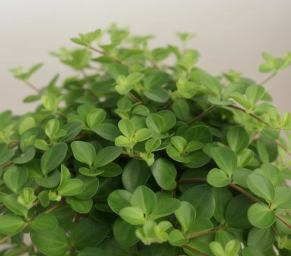 Peperomia Rotundifolia – Plante collier de jade - Verdeia