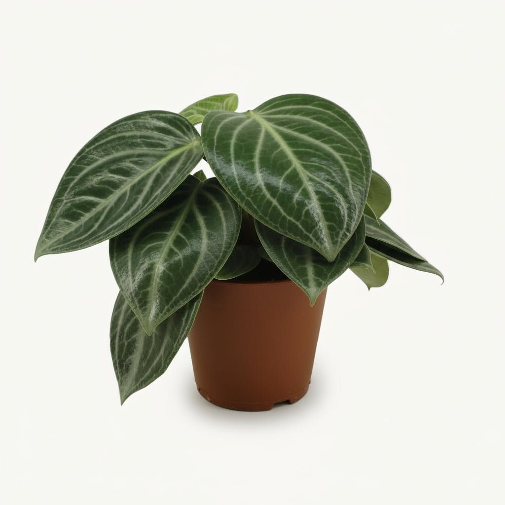 Peperomia sarcophylla — D15 x H25 cm - Verdeia