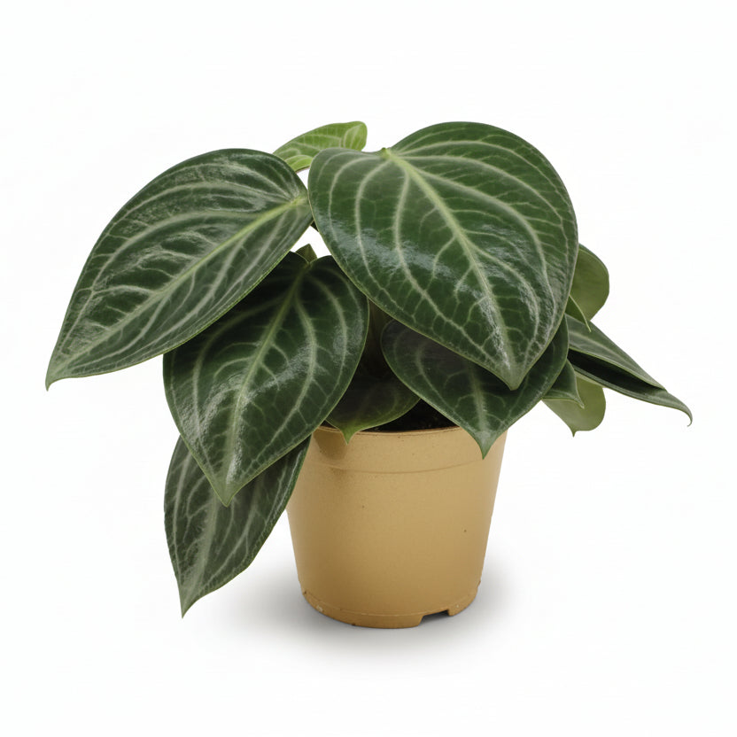 Peperomia sarcophylla — D15 x H25 cm - Verdeia